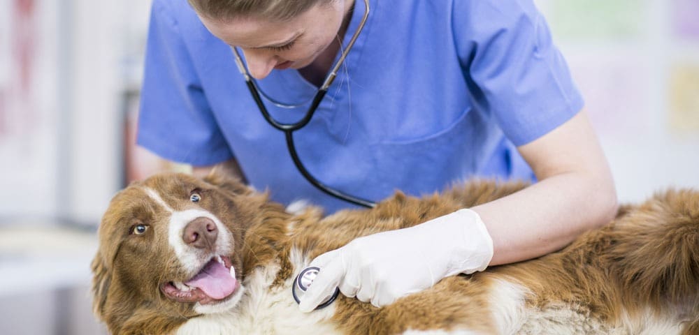 Dog receiving a health check-up
